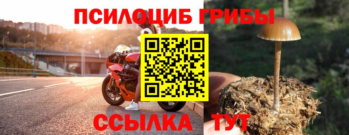 Псилоцибиновые грибы мицелий  Вход с VPN  Семилуки  сколько стоит  Псилоцибиновые грибы Cubensis 